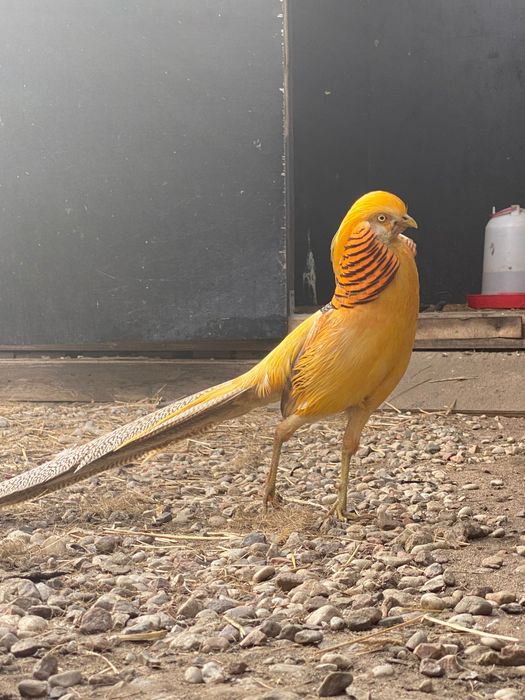 Bażanty bananowe i złociste - parki