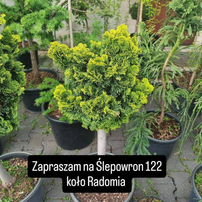 Krzewy ozdobne  Szeroki wybór