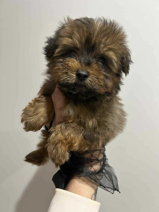 Yorkepoo hybryda pudel pudle maltipoo