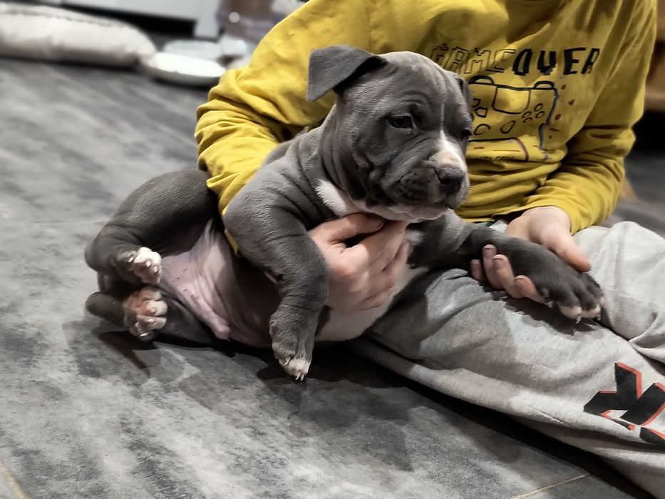 Amstaff mocny samiec