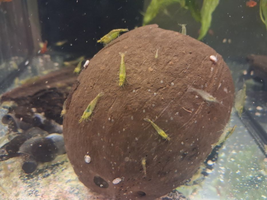 Krewetk neocardiny  mix zielone ,żółte, naturalne