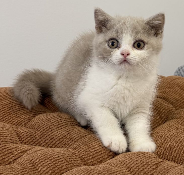 Femêa British  Shorthair com LOP