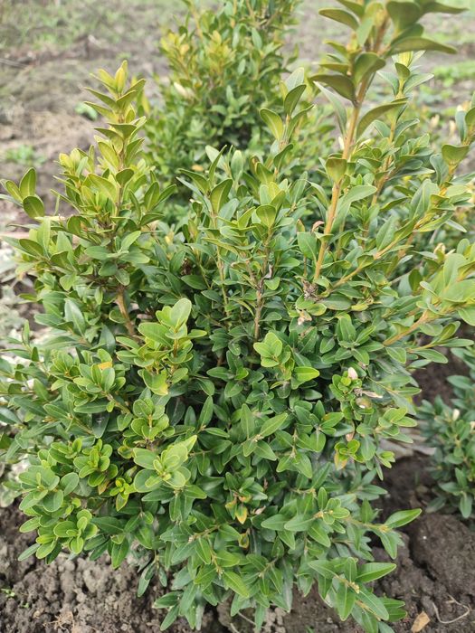 Самшит вічнозелений.