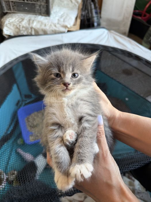 Кошенята шукають своі родини. Тільки Харків. Тільки в квариру