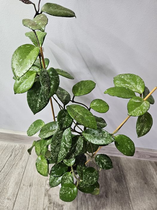 Hoya carnosa freckles