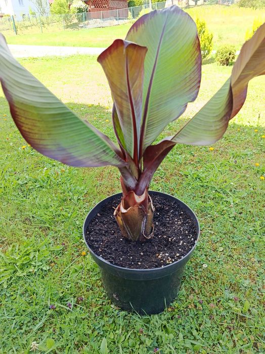 Bananowiec Maurelii GRUBY