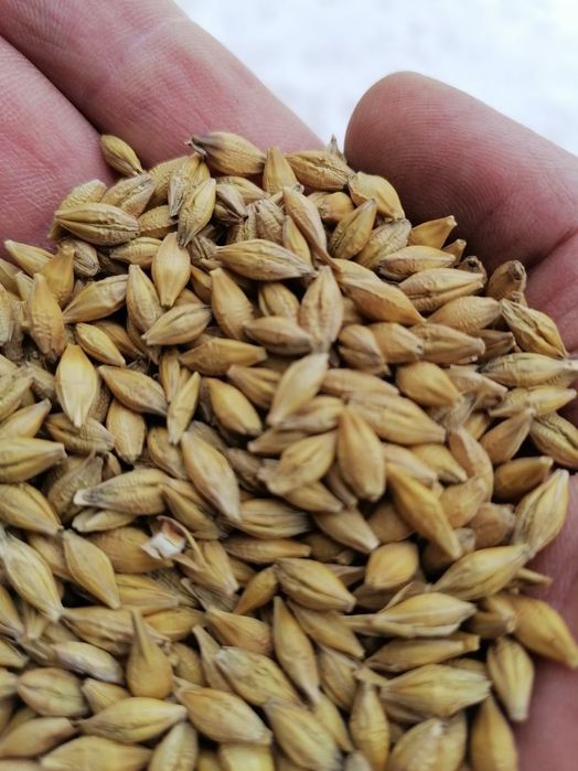 Jęczmień Owies Pszenica Pszenżyto