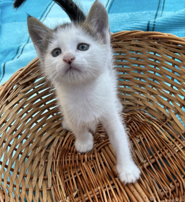 Не пожалеете!) Котёночек. Мальчик , очень понятливый, любящий общение