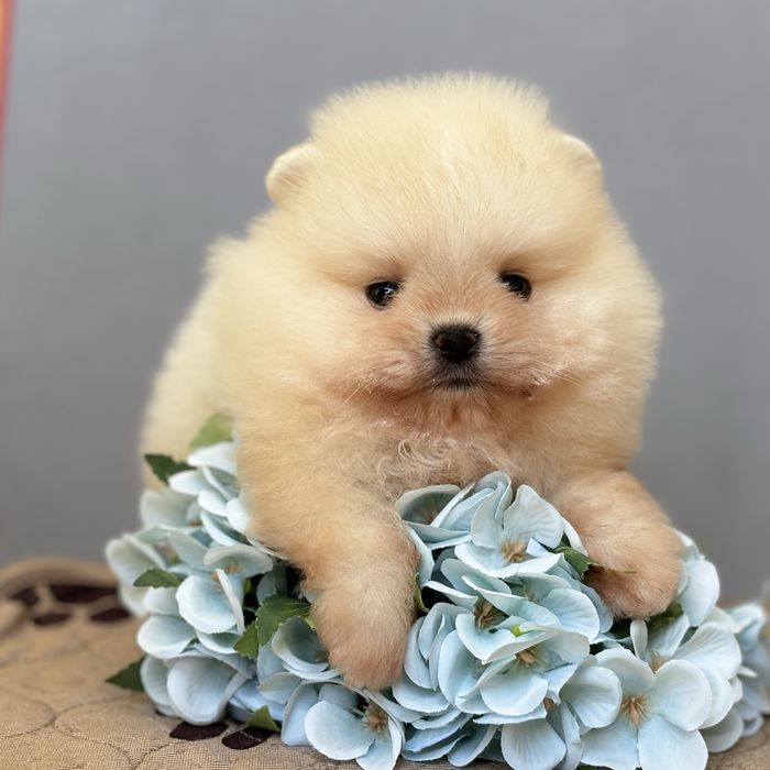 ляльковий Ведмедик шок классу