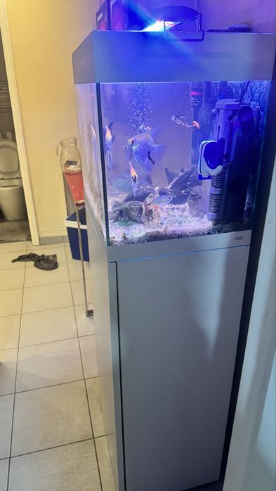 Aquario COMPLETO lindo com 10 Peixes, bombas, Filtros, decoração,