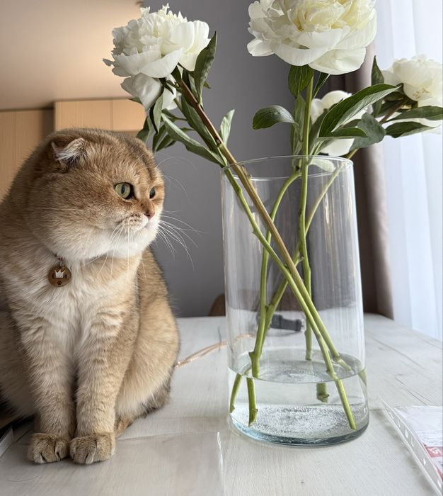 Кот на вязку золотая шиншилла