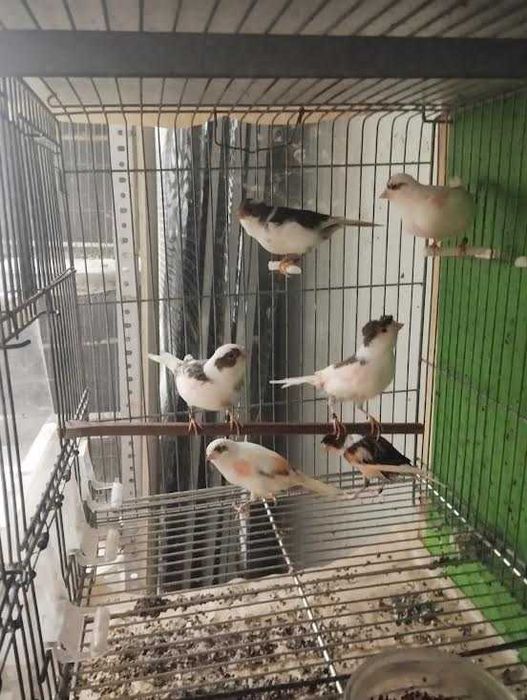 canários para venda