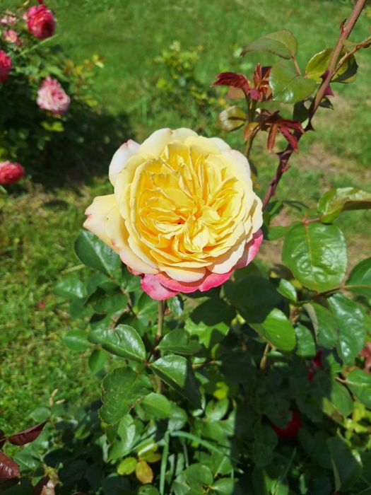 Działka rekreacyjna "ROD" Rajsy Krosno