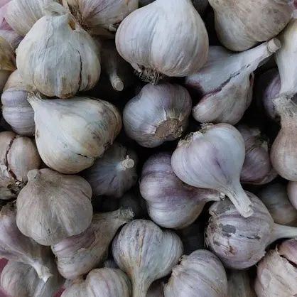 Продам домашній гарний часник