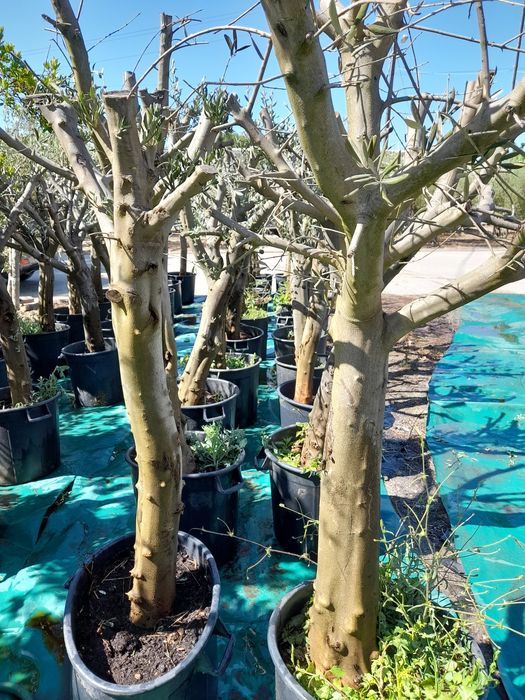 Oliveiras Para jardim ou Exposição