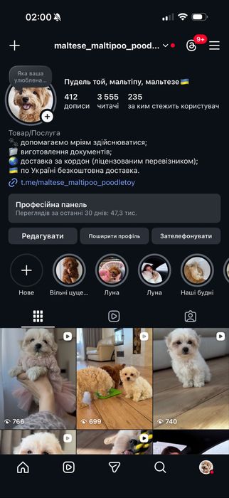 Мальтезе та пудель цуценята