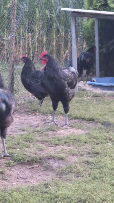 Sprzedam piekne koguty australorp