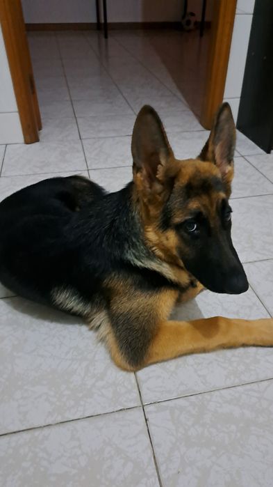 Adoção Responsável: Roma, Pastora Alemã, procura nova família