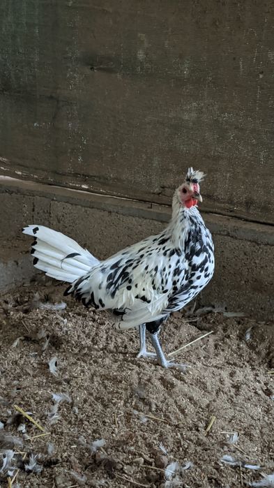 Machos adultos Sultanas e Appenzeller