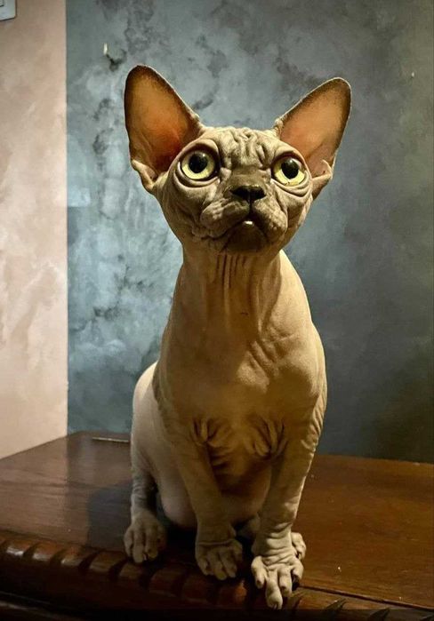 Lindissima gata sphynx. Extreme type.