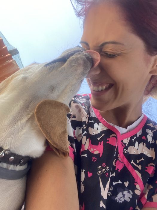 Treino de obediencia basica  pet sitting e dog walking