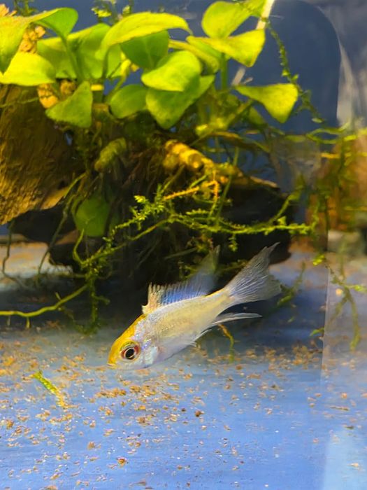 Rybki do akwarium - Ramireza Electric blue