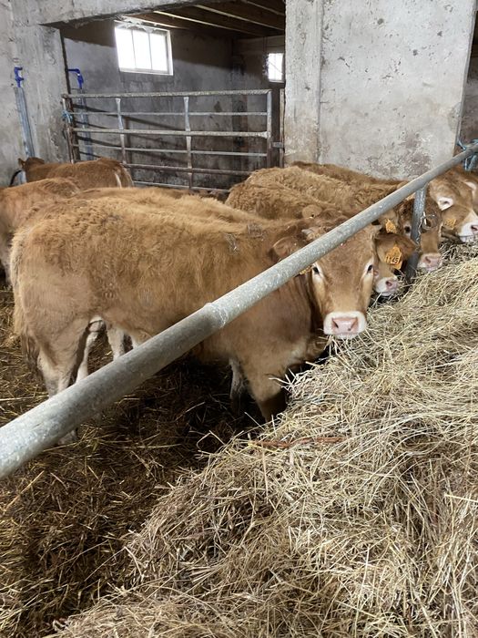 Vitelas e vitelos Limousines
