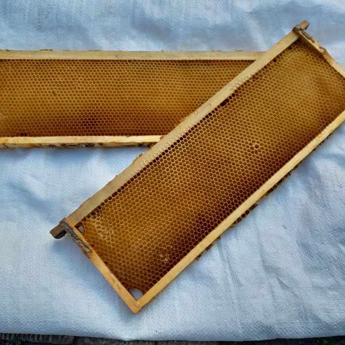 145 суш.          .