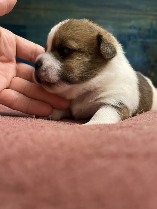 Щенки Джек Рассела