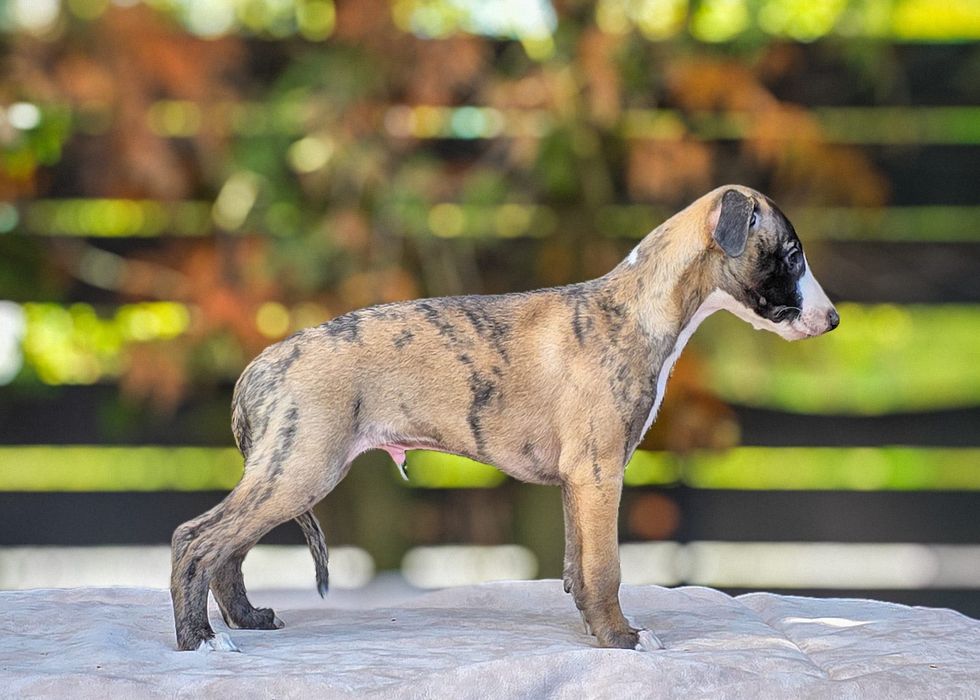 Himiros GINO whippet chłopiec do odbioru w połowie października