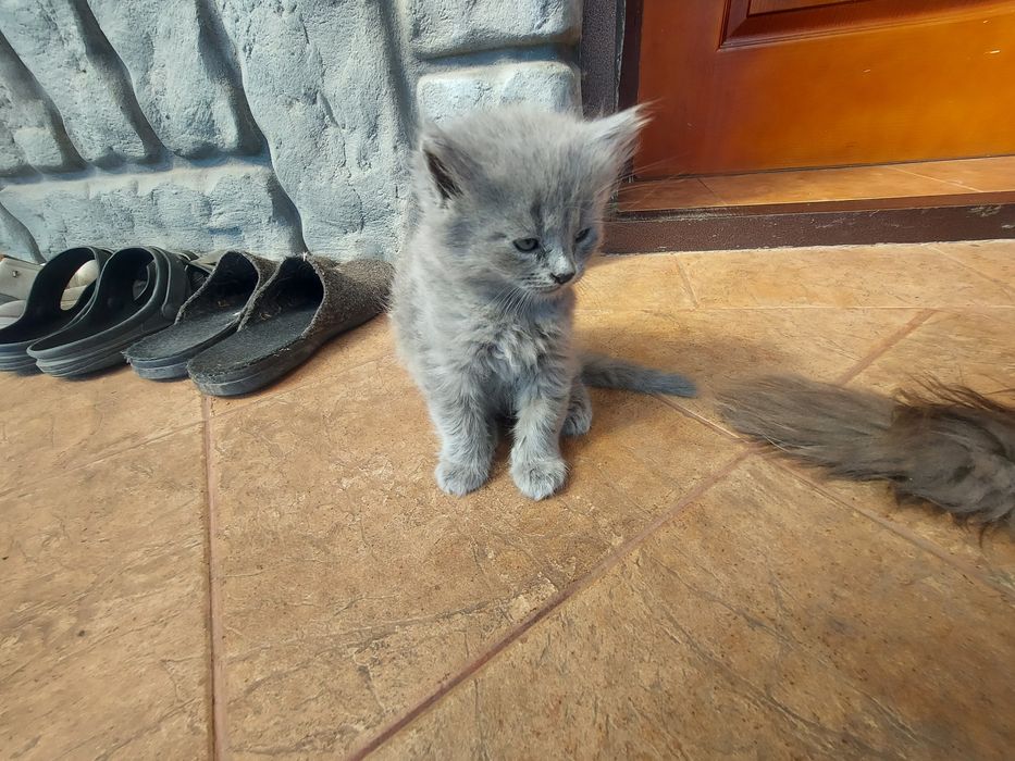 Віддам безоплатно