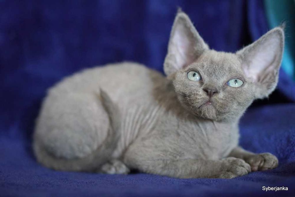 koteczka niebieska devon rex