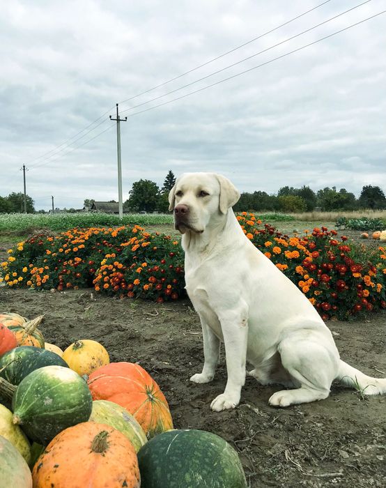 В‘язка лабрадора ретрівера
