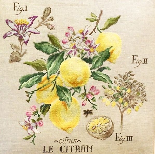 Лимоны / Citrons - ботаника V.Enginger