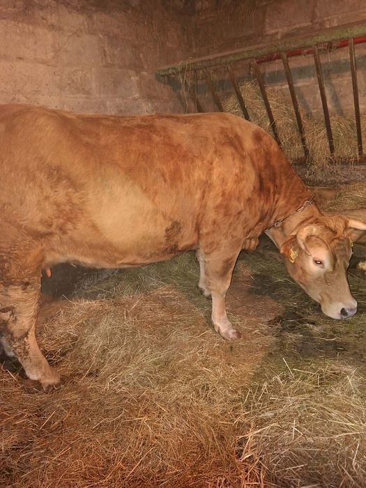 Sprzedam krowę limousine