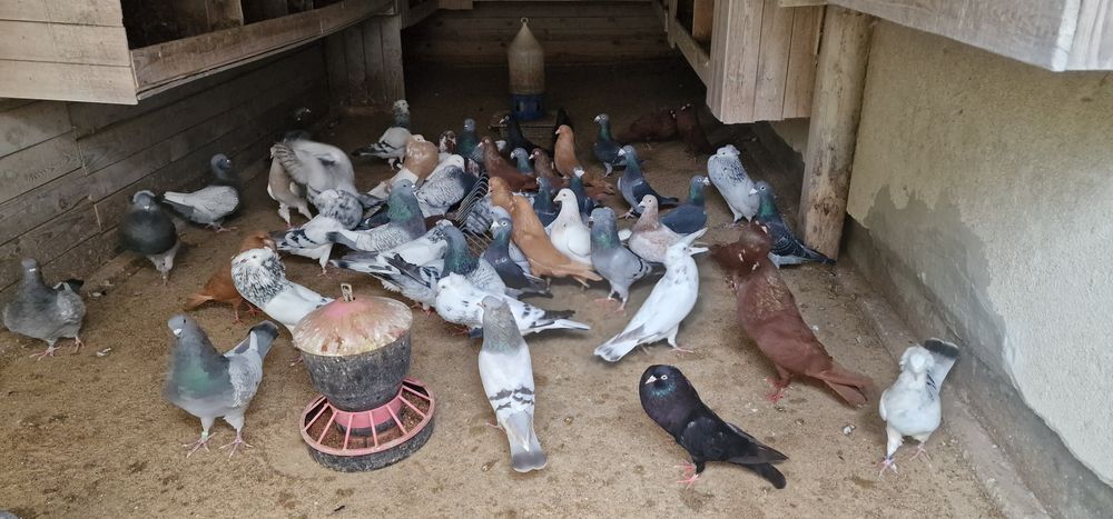 Gołębie stawaki polskie garlacze górnośląskie rysie texanery texaner