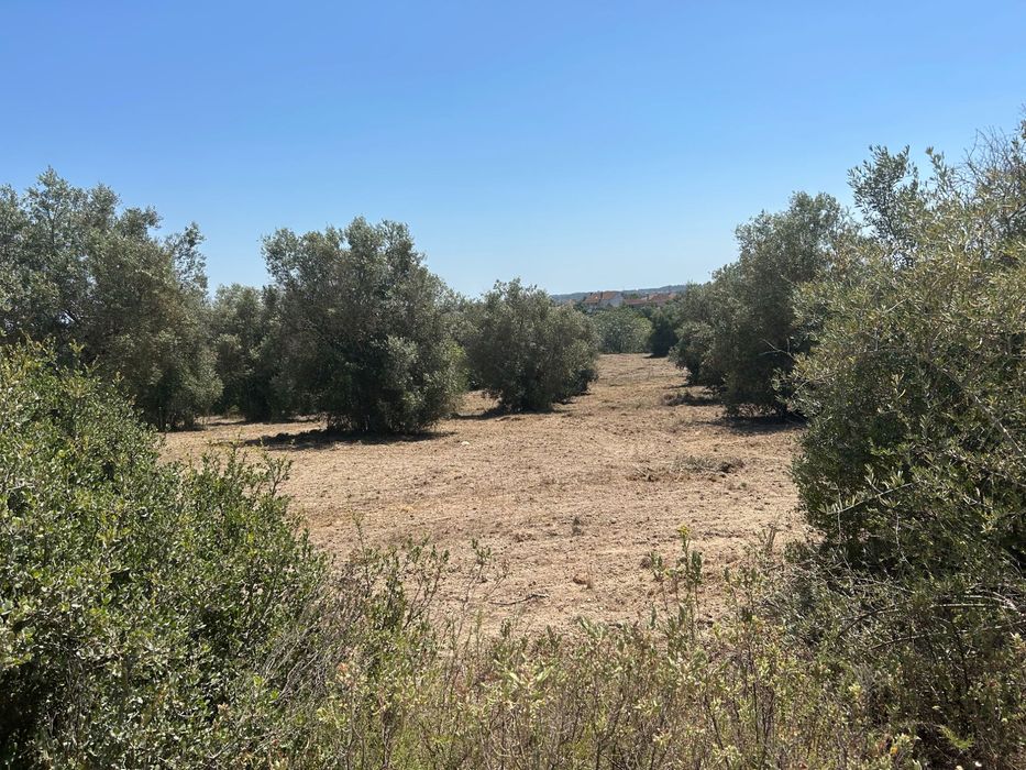 Terreno agrícola 10 mil metros - Pousos de Torres Novas