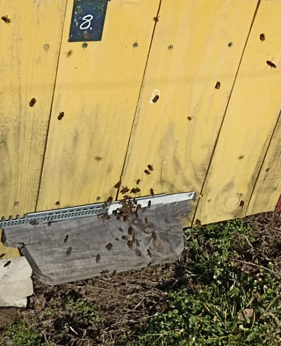 Odkłady pszczele , dadant , warszawska poszerzana , wielkopolska