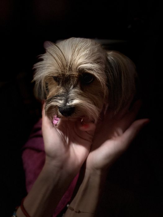 Sprzedam suczke Yorkshire terrier biwer