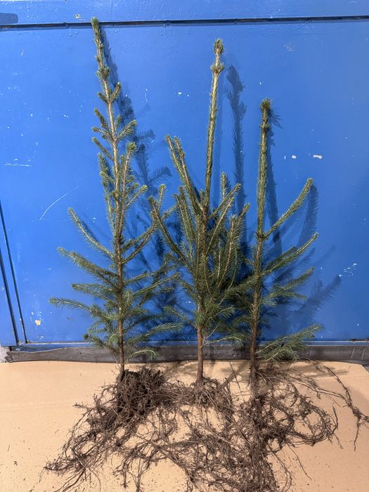 Świerk pospolity sadzonki 25-50cm i 50-80cm 70-100cm szkółkowany