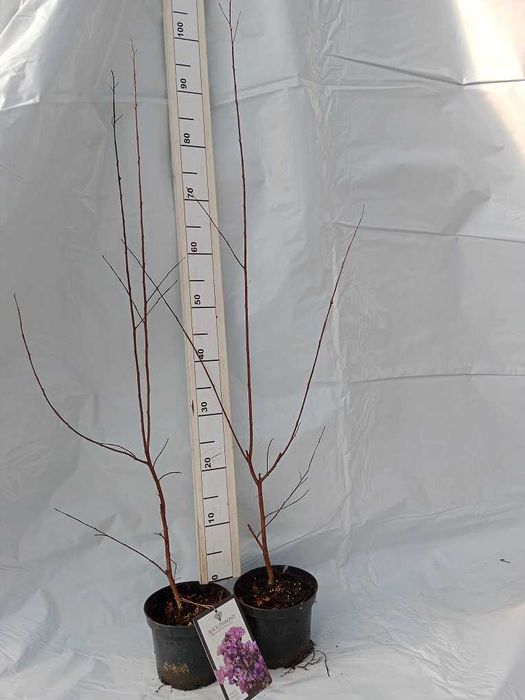 Lagerstroemia Black Diamond Piękne fioletowe kwiaty Duża Hit lata!!