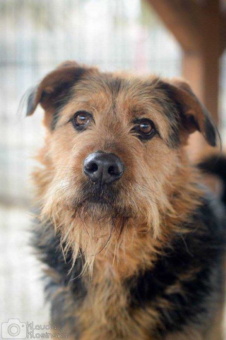 Wezyr - inteligentny psiak w typie terriera