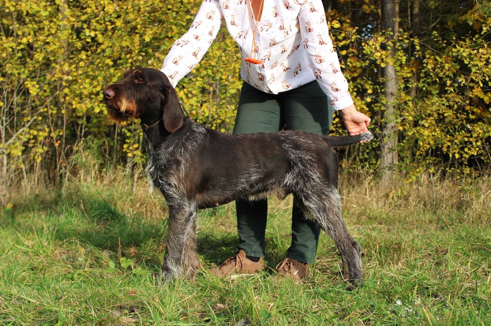 Wyżeł niemiecki szorstkowłosy