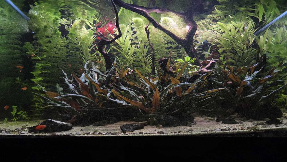 Hygrophila Corymbosa