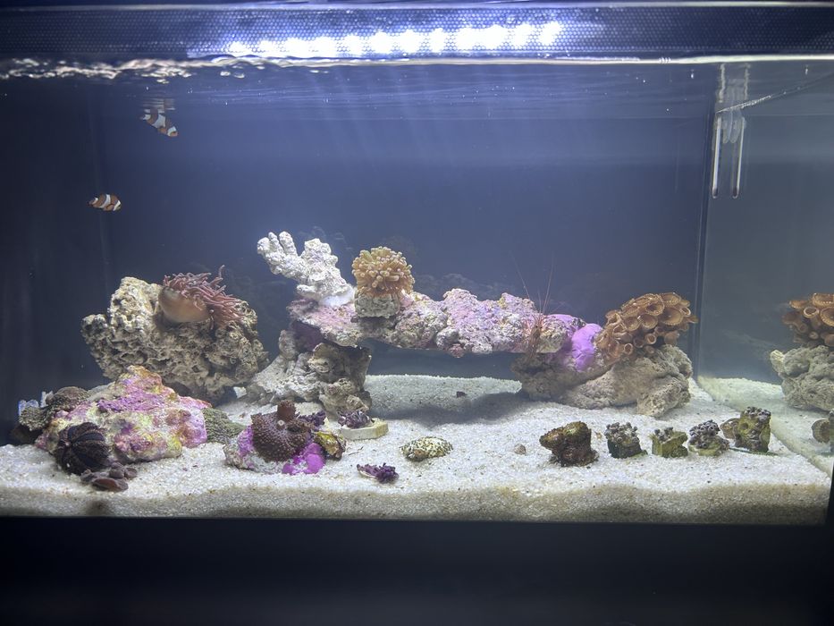 Aquário marinho TMC The First Wave 48L completo + areia + oferta