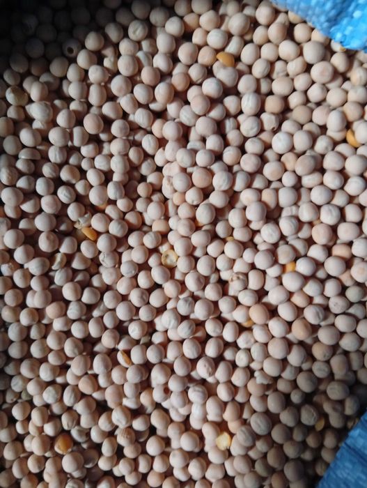 Pszenica ozima, Pszenżyto ozime, Groch