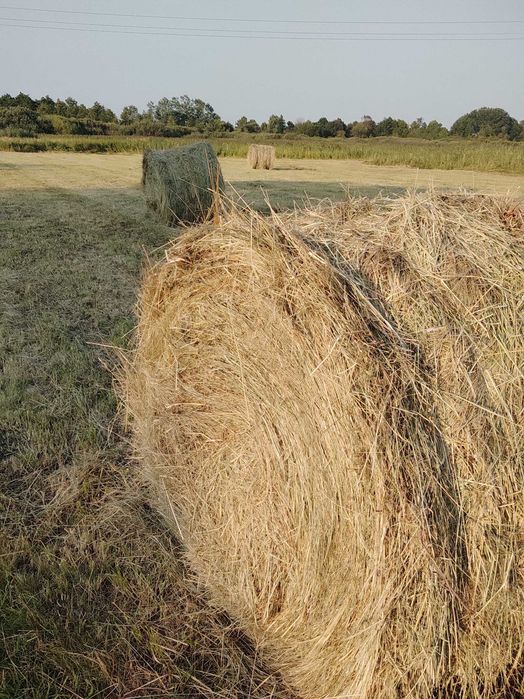 Прода лугове сіно