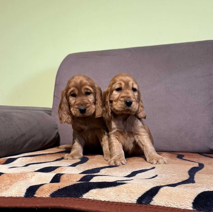 Cocker Spaniel angielski SUCZKA