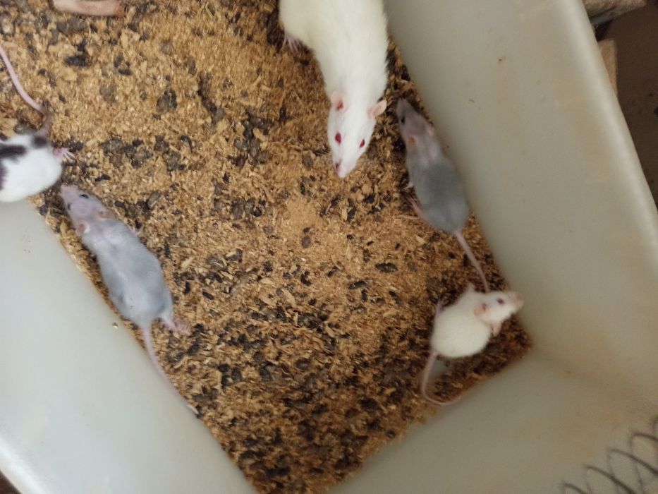 Продам крысы,мыши.