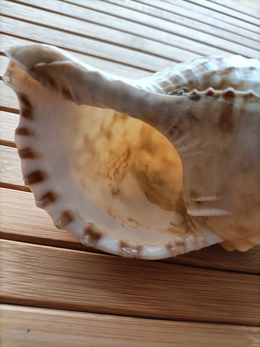 Búzio do mar decoração